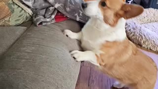🤯🐶 OMG! This Tiny Dog Has No Idea What's Coming! | FunFM
