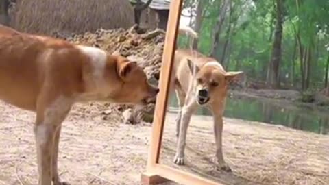 Dog Feeding Puppies Cute Funny