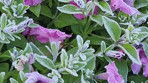 Frozen Petunias Warming.