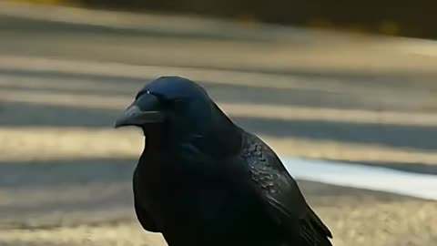 Crow's IQ is More than Mine😅