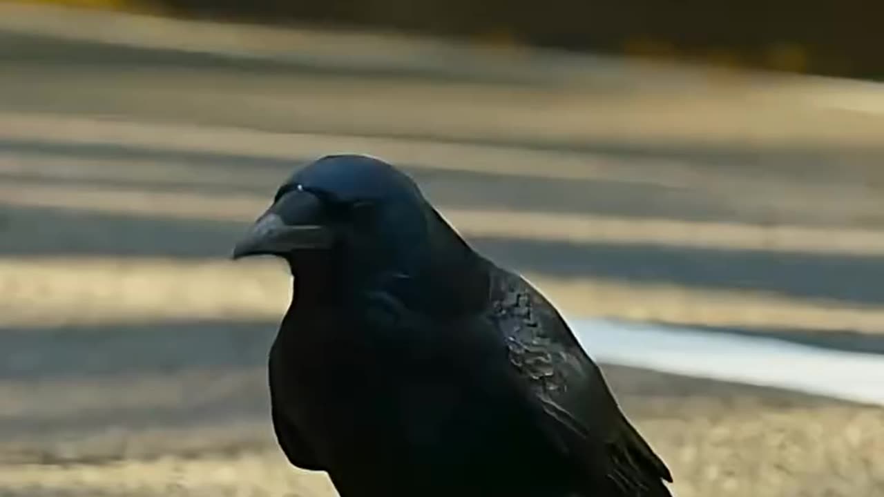 Crow's IQ is More than Mine😅