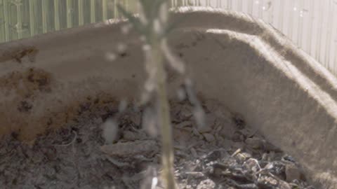 Grow Endless Rosemary From Just One Cutting
