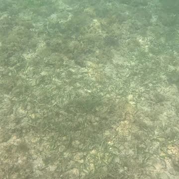 Snorkeling, Underwater Is My Happy Place!