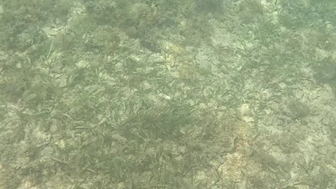 Snorkeling, Underwater Is My Happy Place!