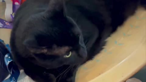 Cute Precious Piper is Aspiring to Be a Halloween Decoration - My Adopted Shelter Cat Vlog #shorts