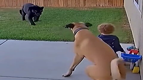 HEROES PETS, AI#dogs #funny #shortvideo#ai AI VIDEO #aivideo