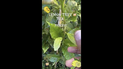 Homemade remedy lemon tea