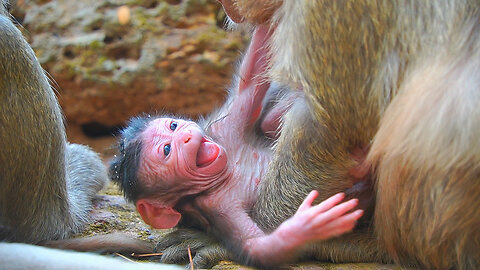 Newborn baby Monkey SCREAMING Loudly When Mom Put Her To GRound long