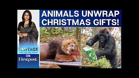 Rome's Bioparco Zoo Gives Christmas Gifts to Animals | Vantage with Palki Sharma