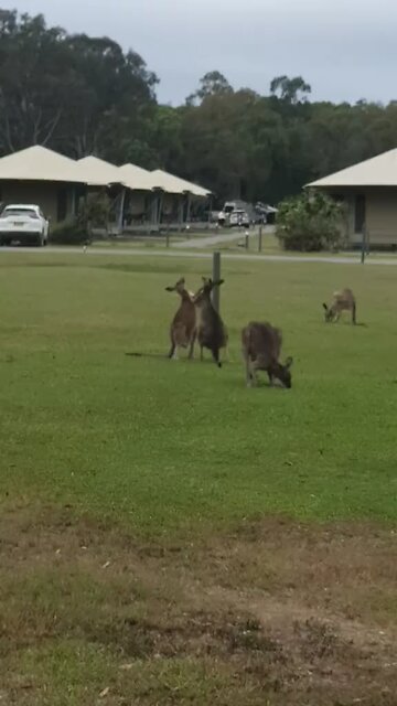 Kangaroo fight