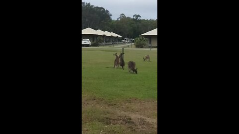 Kangaroo fight