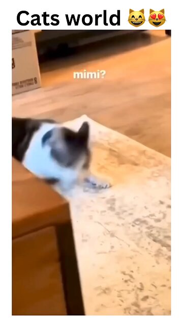 Step into the purr-fect world of cats! 🐾From their cutest quirks to their majestic moves. #purrfect