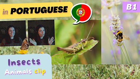 Insects in the Countryside (clip) | B1 European Portuguese with comprehensible input