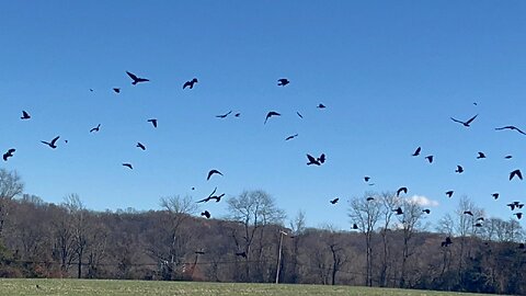 Ravens Migration