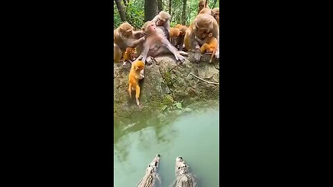 animals bandar