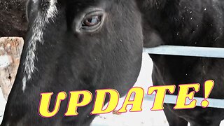 Buying A WARMBLOOD From EUROPE And More!