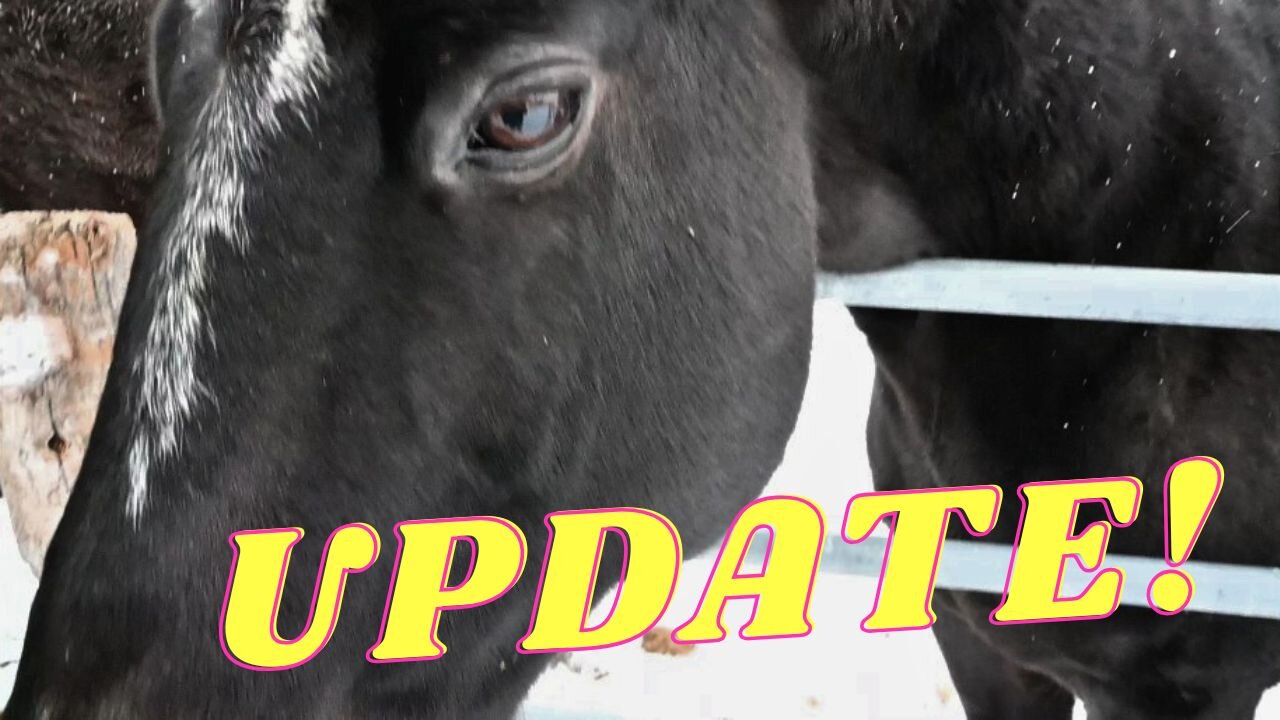 Buying A WARMBLOOD From EUROPE And More!