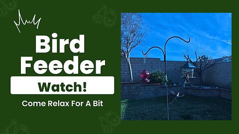 Bird Feeder Watch 1/17/26