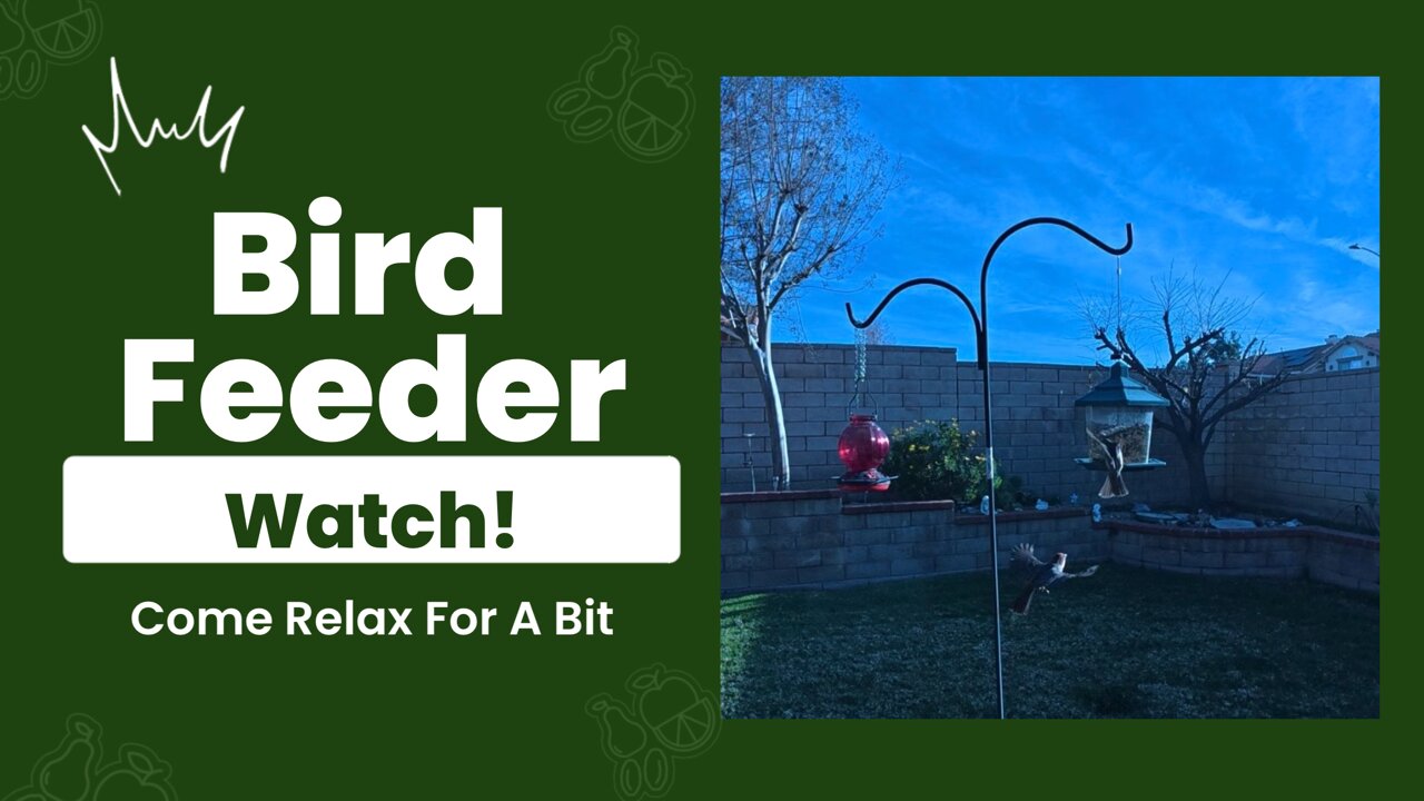 Bird Feeder Watch 1/17/26