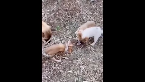 Animal fight