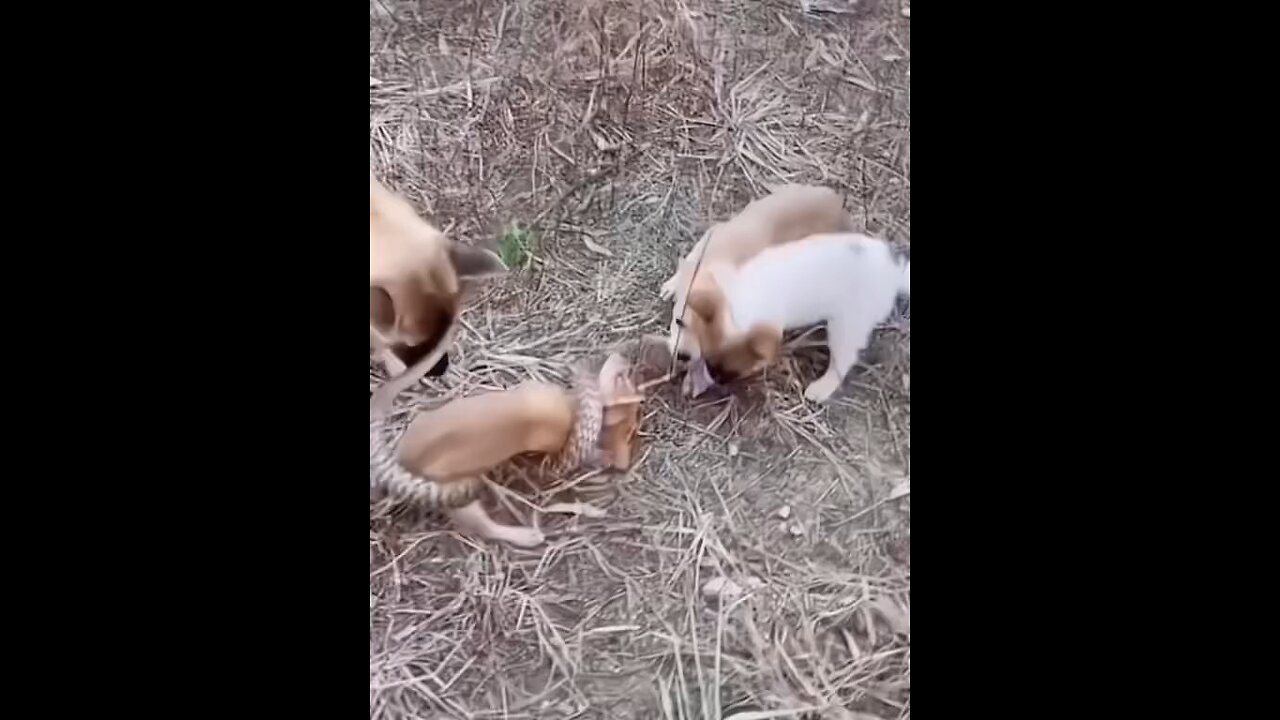 Animal fight