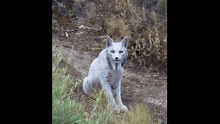 first-ever white Iberian lynx, a leucistic big cat so rare it seems almost mythical