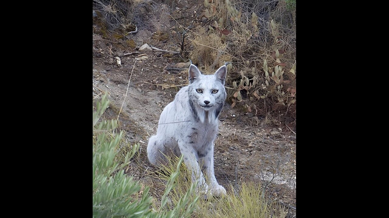 first-ever white Iberian lynx, a leucistic big cat so rare it seems almost mythical