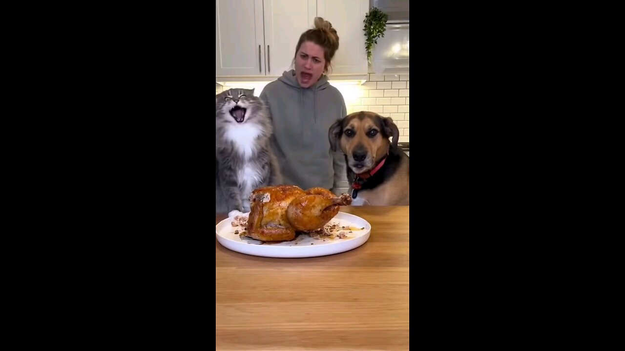 cat is blaming a dog for eating chicken