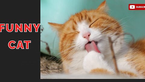 Funny cat 😽 vs Gun 🔫 - Funny Animals 😂 playing dead on finger shot Compilation