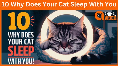 10 Why Does Your Cat Sleep With You