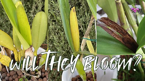 How to Predict Cattleya Blooms by Observing Orchid Sheaths by Color & Secret Tip #ninjaorchids