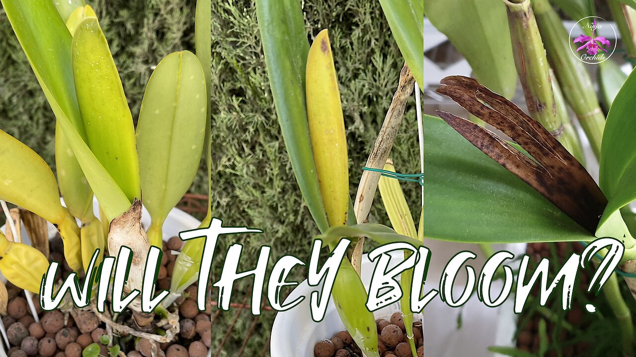 How to Predict Cattleya Blooms by Observing Orchid Sheaths by Color & Secret Tip #ninjaorchids