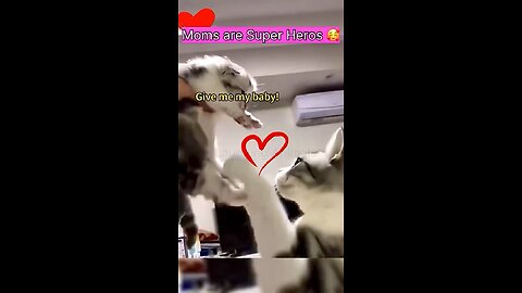 Cat moms are Protecting their babies!❤️