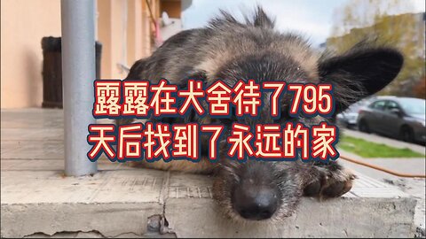 露露在犬舍待了795天后找到了永远的家