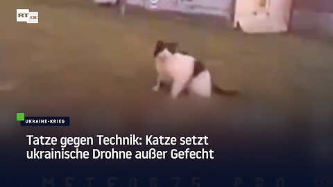 Tatze gegen Technik: Katze setzt ukrainische Drohne außer Gefecht