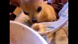 my mom feeding Sophie organic dog food