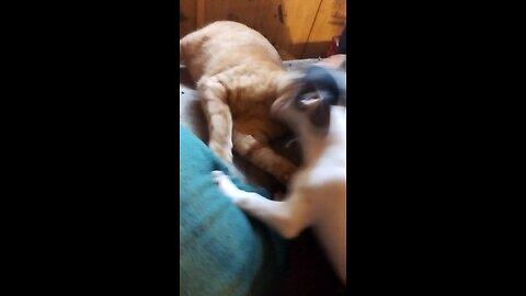 Cat Dog