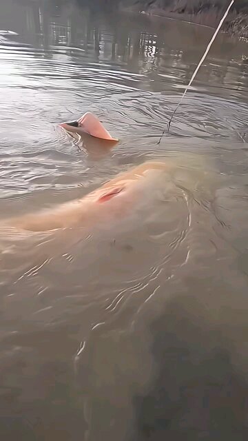 🧬✨ ALMOST IMPOSSIBLE TO FIND! THE RARE ALBINO GIANT 👁️‍🗨️🐋