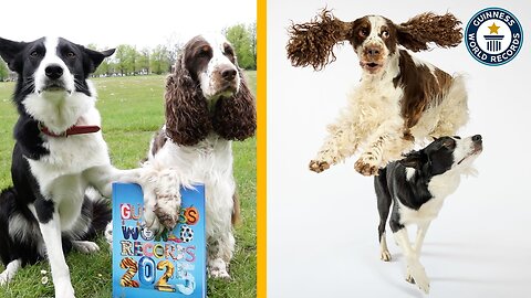 Bonnie and Simba_ The World_s Smartest Dogs - Guinness World Records