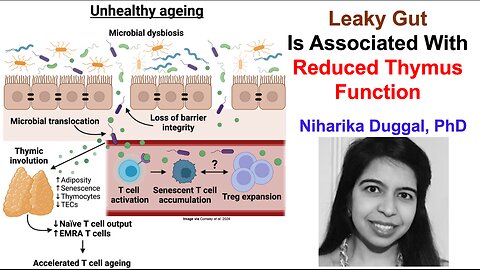 Gut Health Impacts The Thymus And Immune System During Aging: Niharika Duggal, PhD