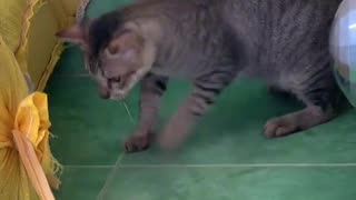 Gatos caçando ratos