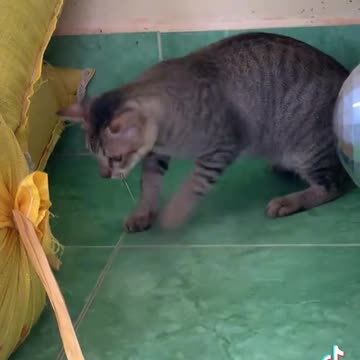 Gatos caçando ratos
