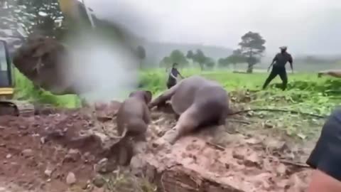 Injured Animal Approaches Humans for Help – Emotional Moments 🙏🐾