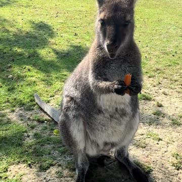 Kangaroo enjoying carrot