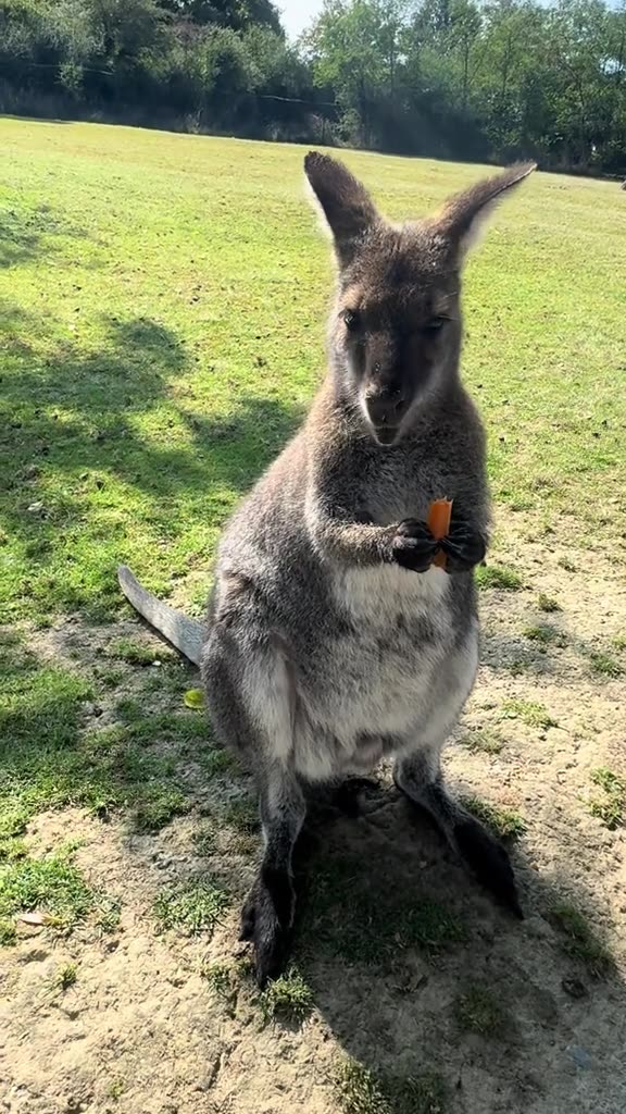Kangaroo enjoying carrot