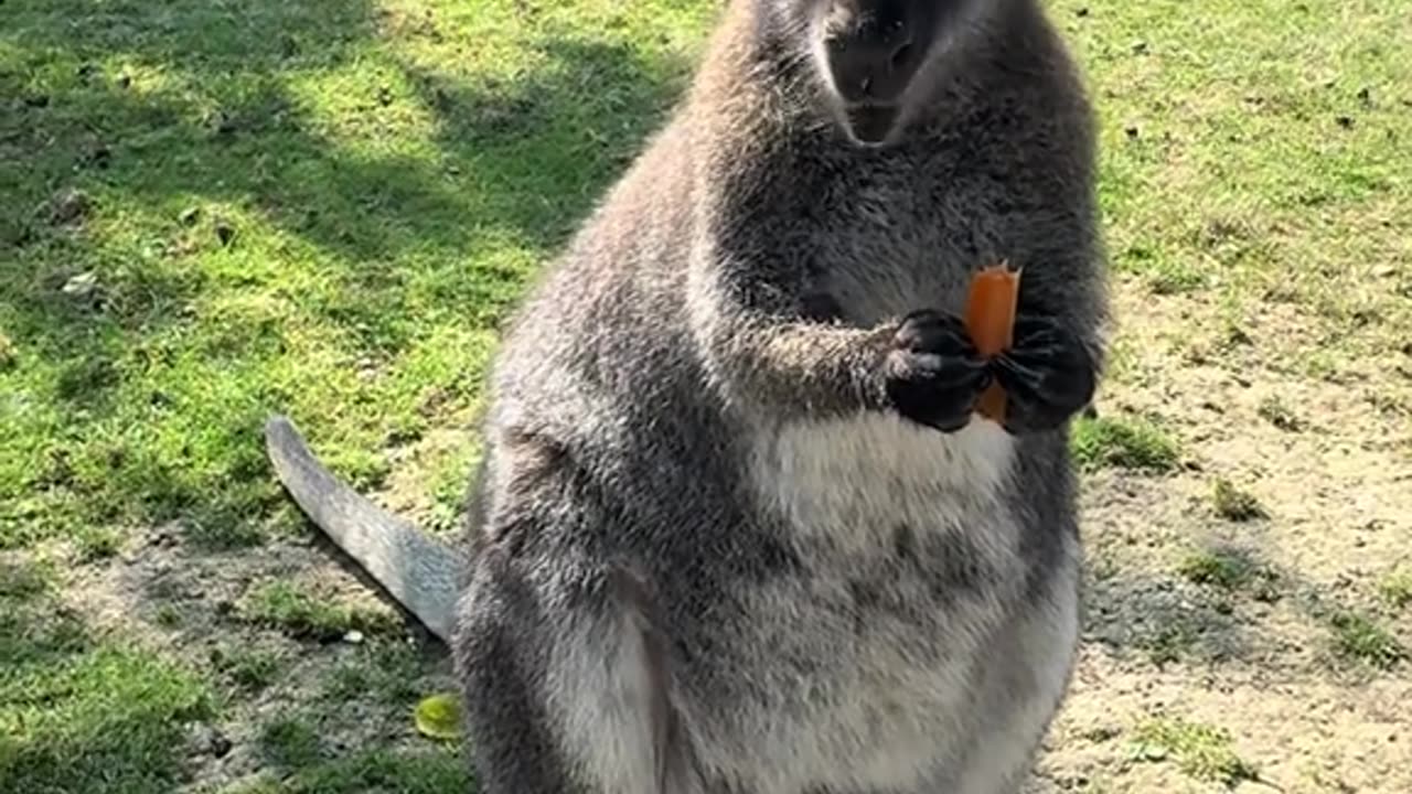 Kangaroo enjoying carrot