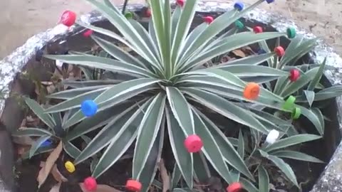Agave plant, decorated with colored pet bottle caps on the thorns, pretty art! [Nature & Animals]