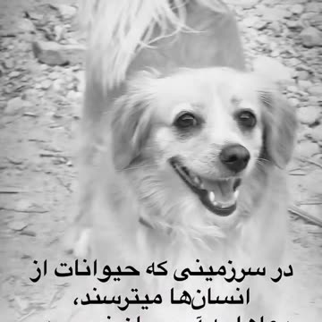 We are homeless dogs.