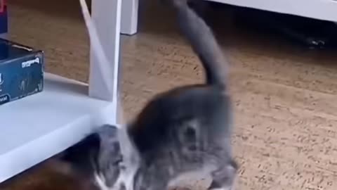 Funny Cat Fails #catfails