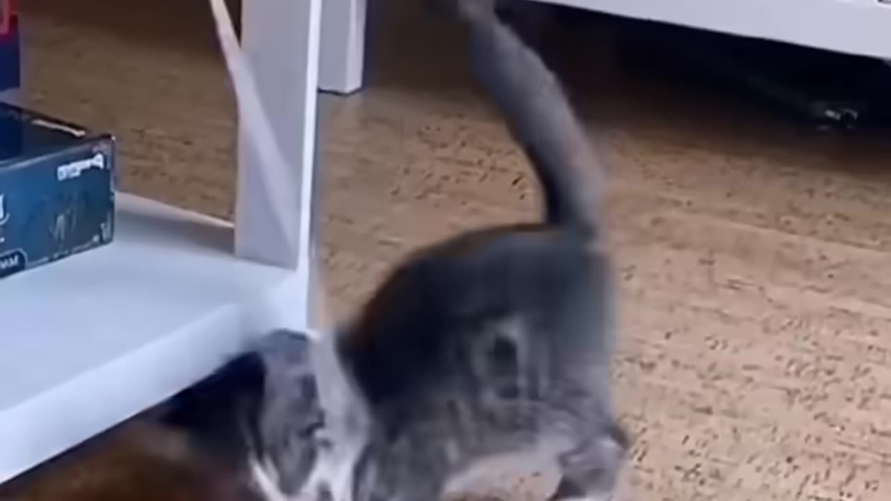 Funny Cat Fails #catfails